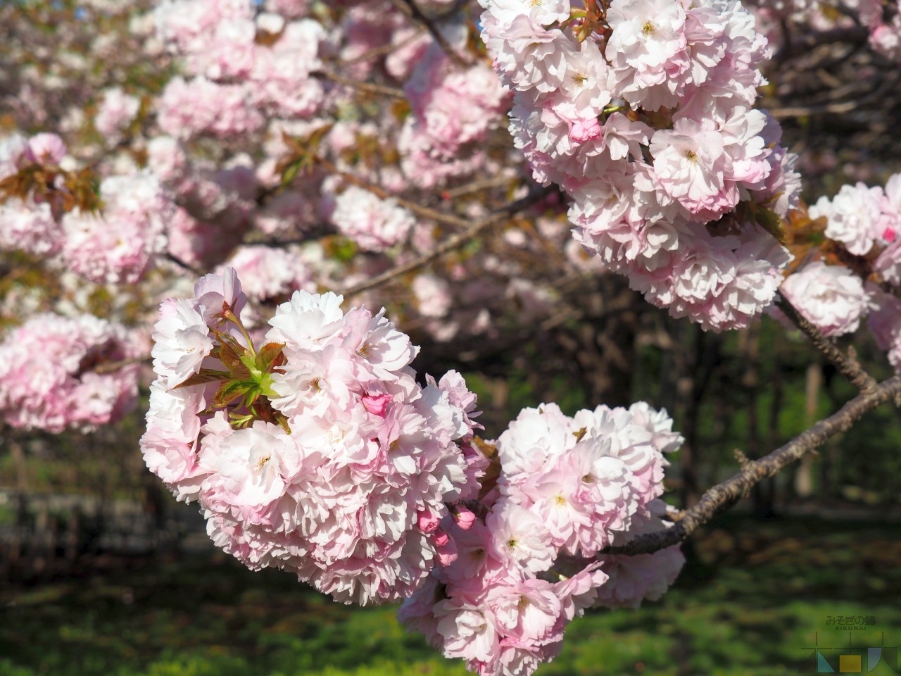 GWが終わっても、松前町の桜は見頃がまだまだ続きます！